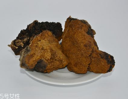 樺樹茸怎么泡水喝？樺樹茸泡水喝法