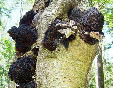 樺樹茸是中藥嗎？樺樹茸屬于中藥嗎