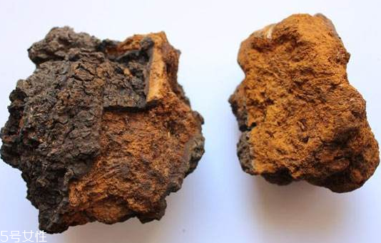 樺樹(shù)茸是樹(shù)黃嗎？樺樹(shù)茸屬于什么