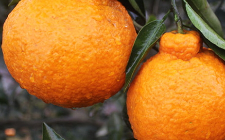 枇杷柑是丑橘嗎？枇杷柑和丑橘的區(qū)別