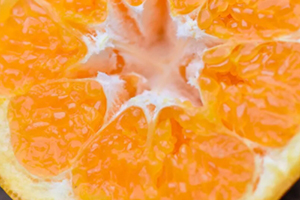 耙耙柑多少錢一斤？耙耙柑市為什么那么貴