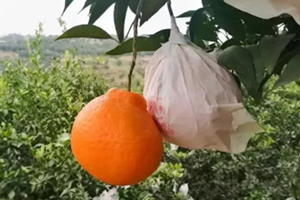 春見為什么叫耙耙柑？春見和耙耙柑區(qū)別