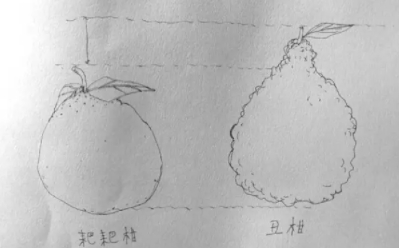 耙耙柑和不知火哪個(gè)好？耙耙柑和不知火區(qū)別