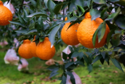 不知火吃了上火嗎？不知火可以經(jīng)常吃嗎