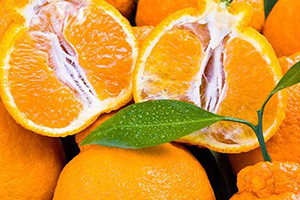 丑柑適合什么地方種植？丑柑上市時間