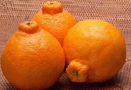 丑柑適合什么地方種植？丑柑上市時間