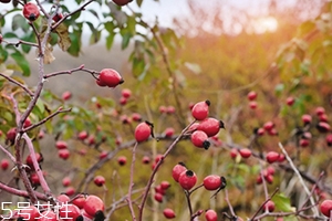 玫瑰果油孕婦可以用嗎？玫瑰果油的禁忌人群