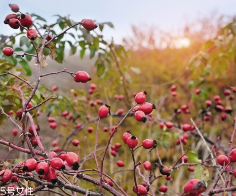 玫瑰果油可以天天用嗎？玫瑰果油多久用一次