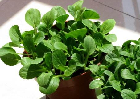 雞毛菜什么時(shí)候播種 雞毛菜什么時(shí)候吃最好 雞毛菜什么時(shí)候播種 雞毛菜什么時(shí)候吃最好