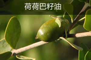 荷荷巴油可以豐胸嗎？荷荷巴油豐胸手法