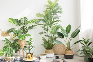 龜背竹的養(yǎng)殖方法和注意事項 龜背竹的養(yǎng)殖方法和注意事項