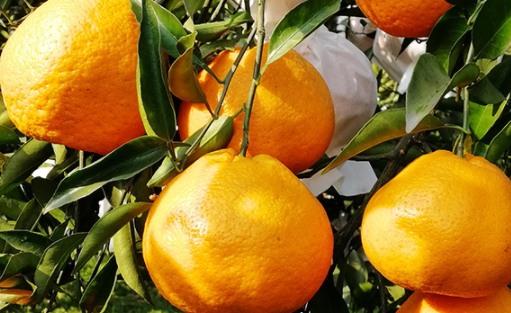 春見和不知火哪個(gè)好吃？春見不知火的不同