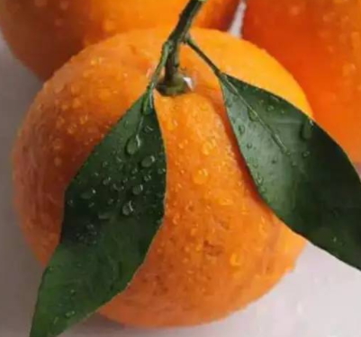 春見和不知火哪個(gè)好吃？春見不知火的不同