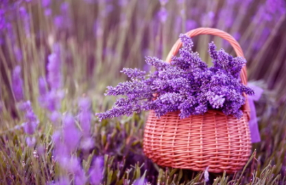 薰衣草精油怎么泡腳？薰衣草精油泡腳方法