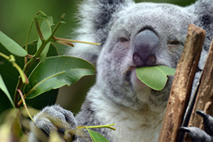 尤加利精油孕婦可以用嗎？尤加利精油禁忌人群