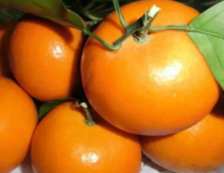 沃柑和茂谷柑哪個(gè)好吃？沃柑和茂谷柑的區(qū)別