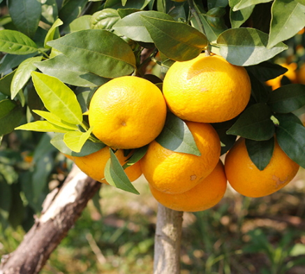 沃柑和砂糖桔的區(qū)別 沃柑和蘆柑的區(qū)別 沃柑和砂糖桔的區(qū)別 沃柑和蘆柑的區(qū)別