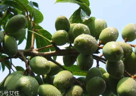 橄欖果多少錢(qián)一斤 2018橄欖果價(jià)格