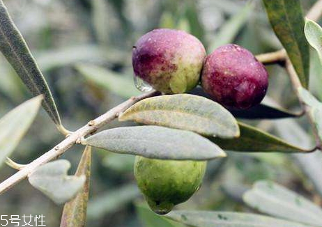 橄欖果多少錢(qián)一斤 2018橄欖果價(jià)格