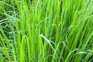 檸檬草精油怎么用？檸檬草精油使用禁忌