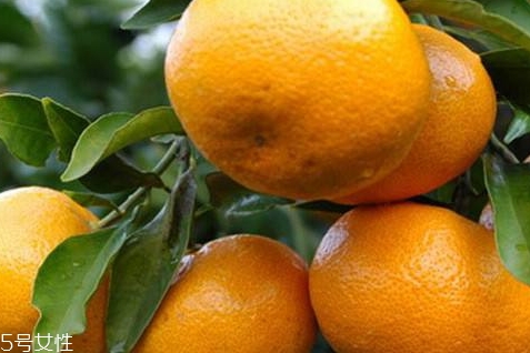 椪柑和橘子的區(qū)別 椪柑和桔子哪個好吃 椪柑和橘子的區(qū)別 椪柑和桔子哪個好吃