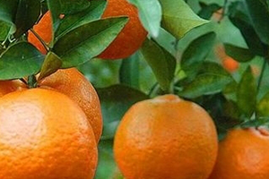 椪柑上火嗎？椪柑上火還是下火