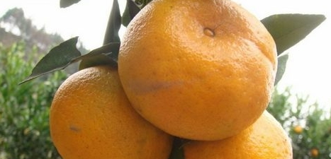 椪柑上火嗎？椪柑上火還是下火