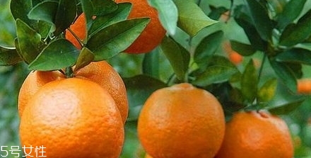 椪柑多少錢一斤？椪柑市場(chǎng)行情