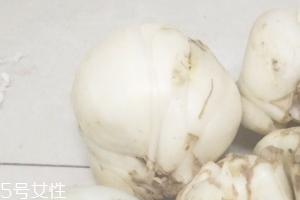 新鮮百合能種嗎？新鮮百合好種植嗎？