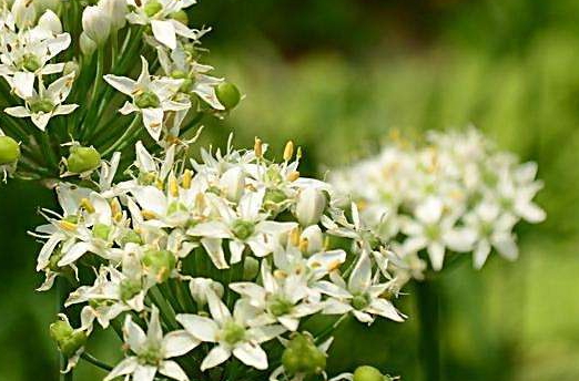 韭菜花多少錢一斤？韭菜花市場行情