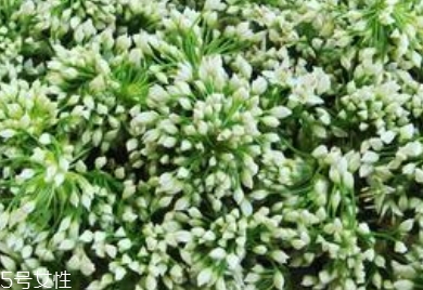 韭菜花和韭菜的區(qū)別 韭菜花是韭菜長出來的花嗎 韭菜花和韭菜的區(qū)別 韭菜花是韭菜長出來的花嗎