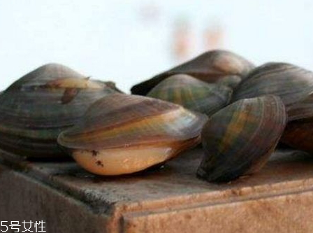 河蚌什么時(shí)候上市 河蚌什么季節(jié)成熟 河蚌什么時(shí)候上市 河蚌什么季節(jié)成熟