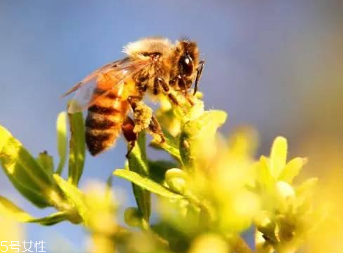 巴西綠蜂膠價格 巴西綠蜂膠貴不貴？