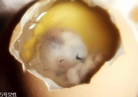 雞仔胎怎么煮？雞仔胎這樣做更美味