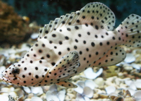 老鼠斑多少錢(qián)一斤 老鼠斑多少錢(qián)一斤2018 老鼠斑多少錢(qián)一斤 老鼠斑多少錢(qián)一斤2018