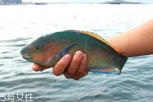 老鼠斑多少錢(qián)一斤 老鼠斑多少錢(qián)一斤2018