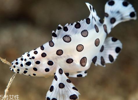 老鼠斑和老虎斑哪個貴 石斑魚和老虎斑怎么區(qū)分 老鼠斑和老虎斑哪個貴 石斑魚和老虎斑怎么區(qū)分