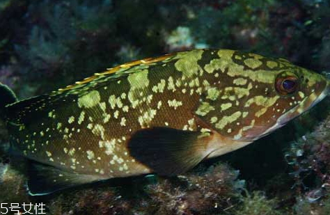 老鼠斑和老虎斑哪個貴 石斑魚和老虎斑怎么區(qū)分 老鼠斑和老虎斑哪個貴 石斑魚和老虎斑怎么區(qū)分