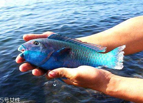 青衣魚和石斑哪個(gè)好吃 青衣魚怎樣煮才好吃