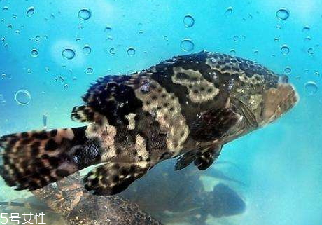 龍躉魚的營養(yǎng)價(jià)值 龍躉魚多少錢一斤2018