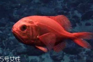長(zhǎng)壽魚好吃嗎 吃長(zhǎng)壽魚的好處