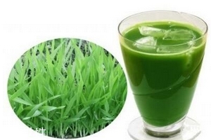 大麥若葉青汁是寒性的嗎？