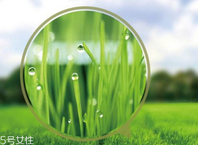 大麥若葉青汁是什么做的？