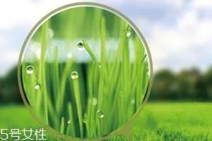 大麥若葉青汁會過敏嗎？