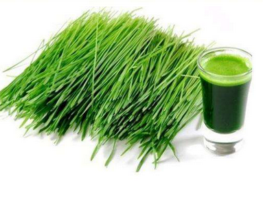 大麥若葉青汁小孩可以喝嗎？