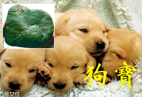 狗寶是什么多少錢(qián)一克 2018狗寶多少錢(qián)一克