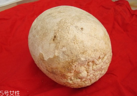 狗寶是什么多少錢(qián)一克 2018狗寶多少錢(qián)一克