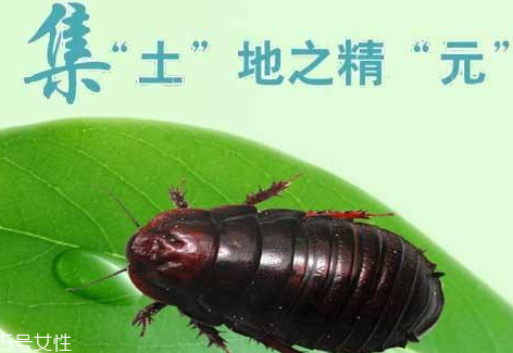 地鱉蟲多少錢一斤 地鱉蟲多少錢一斤2018 地鱉蟲多少錢一斤 地鱉蟲多少錢一斤2018