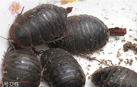 土元多少錢(qián)一斤2018 2018年土元價(jià)格