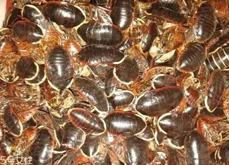 土元多少錢(qián)一斤2018 2018年土元價(jià)格